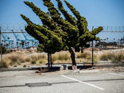 Venice Vibe Photo - Tree